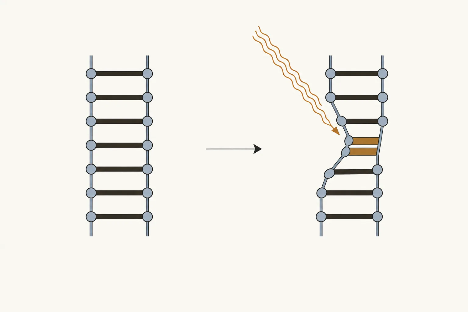 A straight DNA ladder on the left. On the right, after an ultraviolet ray, two neighboring rungs are fused and the ladder is bent at that place.